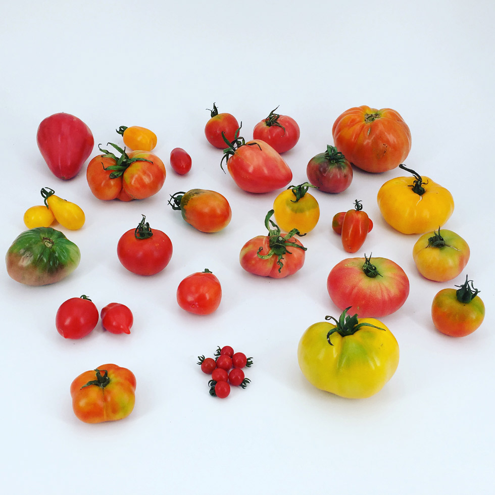 FESTOM-variedades-tomate